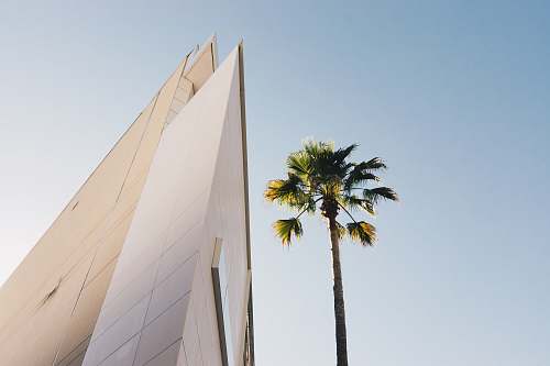 beverly hills bottom view of tree and building ca 90212